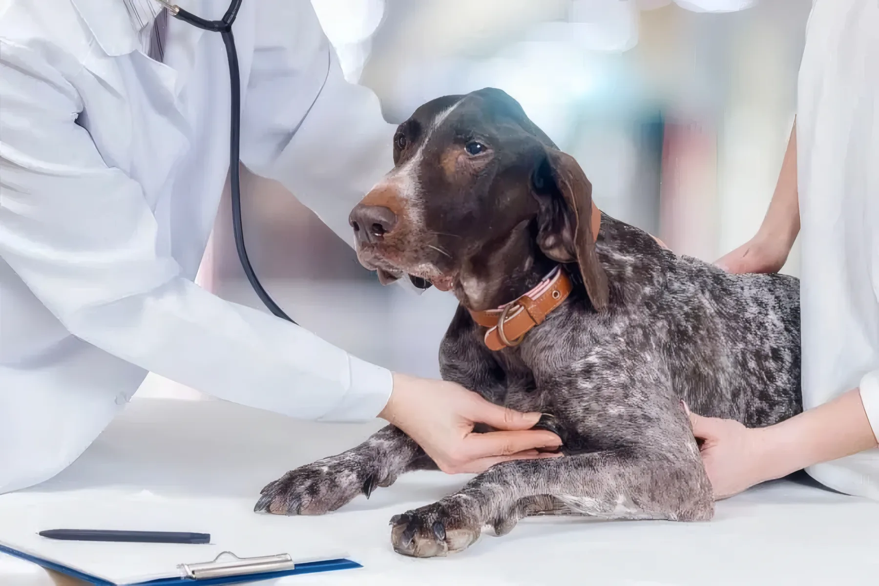 Ecocardiografie veterinară la cabinetul Vetricare