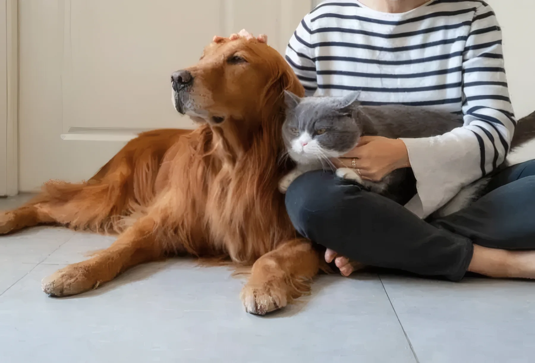 Medic veterinar Vetricare în deplasare la domiciliul pacientului