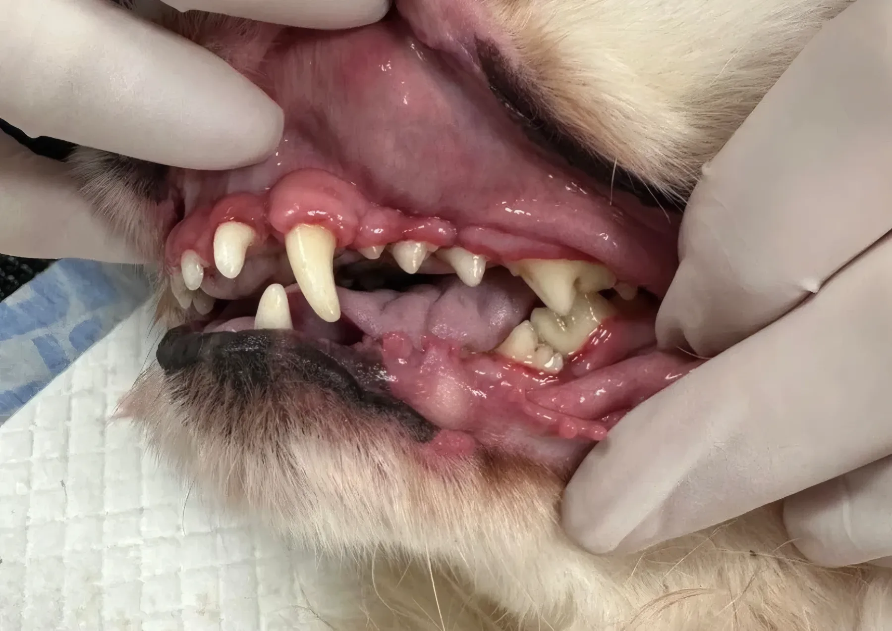 Procedură stomatologică veterinară la cabinetul Vetricare